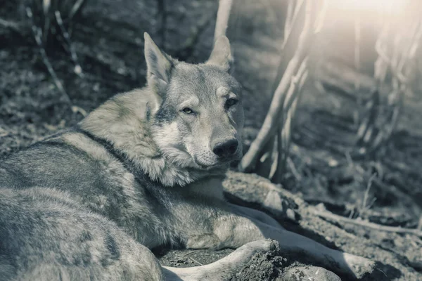 Czechoslovakian Wolfdog Relaxing Forest Sunny Day High Quality Photo — Stock Photo, Image