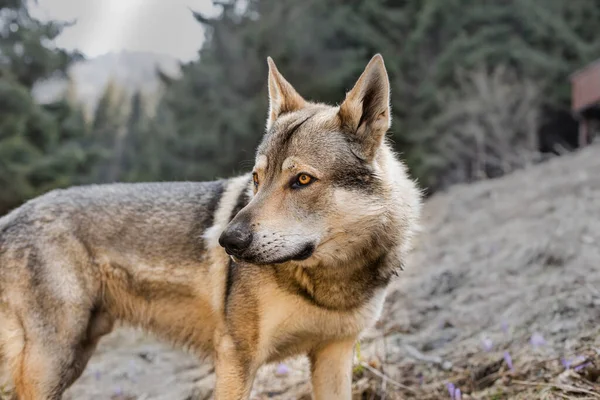 Retrato Czechoslovakian Wolfdog Prado Foto Alta Qualidade — Fotografia de Stock