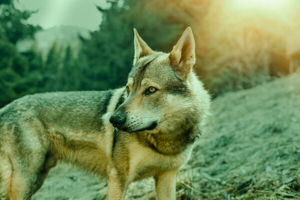 Portrait of czechoslovakian wolfdog on the meadow. High quality photo