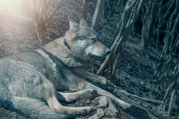 Tschechoslowakischer Wolfshund Entspannt Sich Einem Sonnigen Tag Wald Hochwertiges Foto — Stockfoto