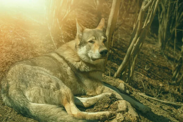 Checoslovaco Lobo Cão Relaxante Floresta Dia Ensolarado Foto Alta Qualidade — Fotografia de Stock