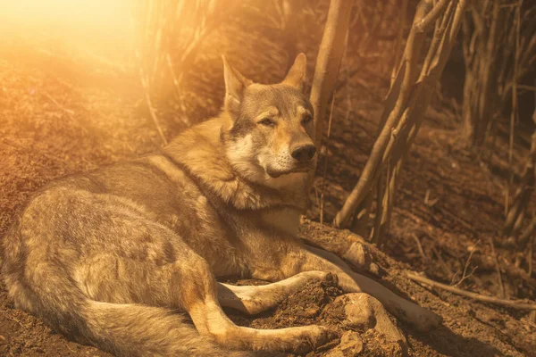 Checoslovaco Lobo Cão Relaxante Floresta Dia Ensolarado Foto Alta Qualidade — Fotografia de Stock