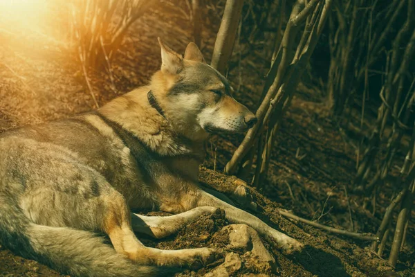 Checoslovaco Lobo Cão Relaxante Floresta Dia Ensolarado Foto Alta Qualidade — Fotografia de Stock