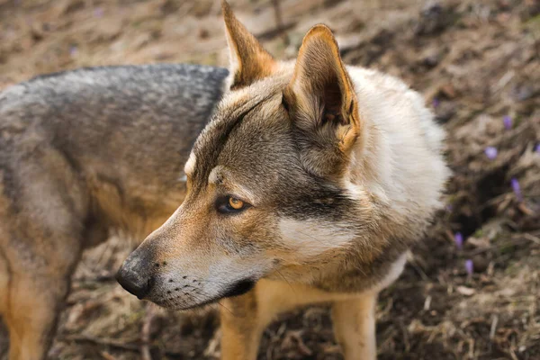 Porträt Des Tschechoslowakischen Wolfshundes Auf Der Wiese Hochwertiges Foto — Stockfoto