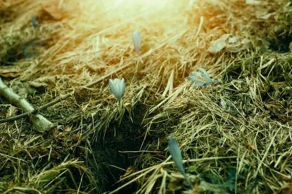 봄에는 초원에 사프란 고품질 — 스톡 사진