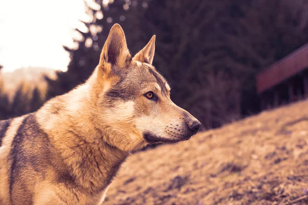 Retrato Czechoslovakian Wolfdog Prado Foto Alta Qualidade — Fotografia de Stock