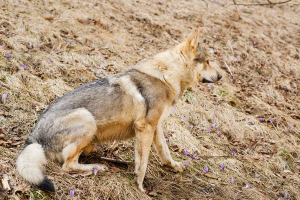 Czechoslovakian Wolfdog Relaxing Forest Sunny Day High Quality Photo — Stock Photo, Image