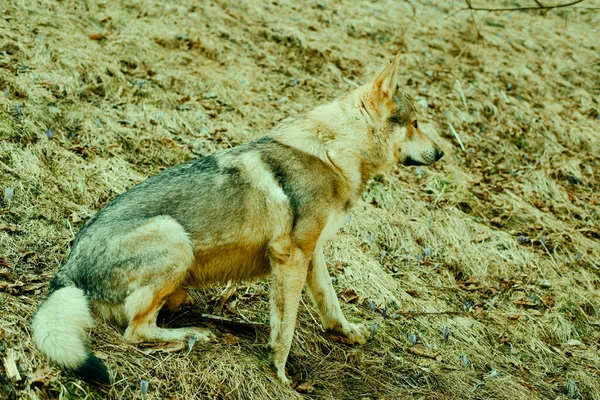 Checoslovaco Lobo Cão Relaxante Floresta Dia Ensolarado Foto Alta Qualidade — Fotografia de Stock