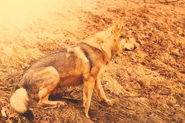 Чехословацкая Волчья Собака Отдыхает Лесу Солнечный День Высокое Качество Фото — стоковое фото