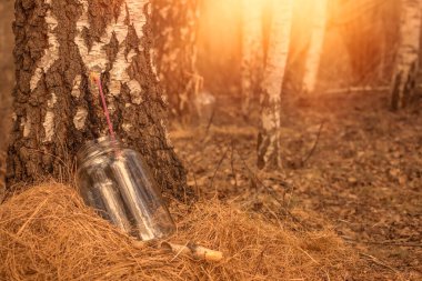 Bahar mevsiminde huş ağacı özü topluyorum. Yüksek kaliteli fotoğraf.