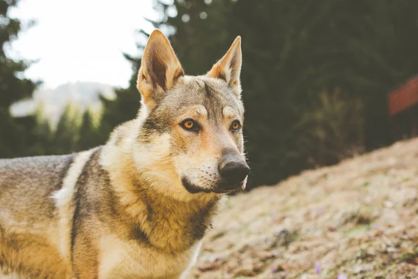 Retrato de cão lobo czechoslovakian no prado. — Fotografia de Stock