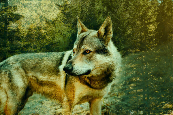 Portrait of czechoslovakian wolfdog on the meadow. High quality photo