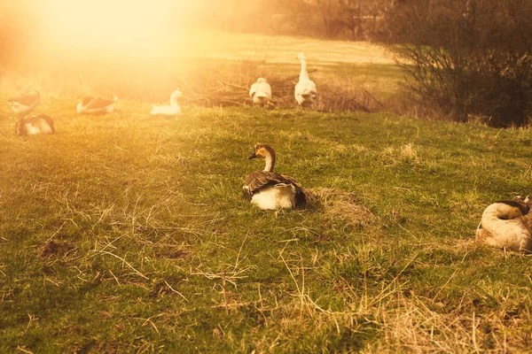 Gansos relaxando no campo verde. Foto de alta qualidade. — Fotografia de Stock