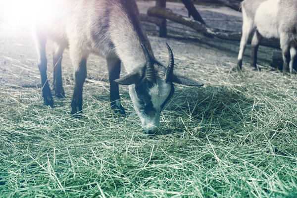 Young goat on animal farm. High quality photo.