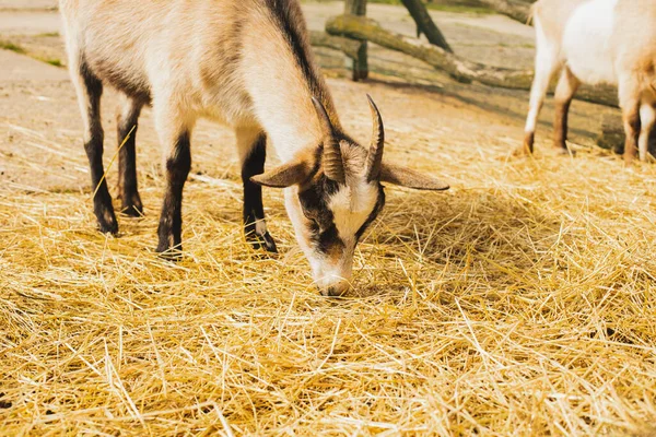 Jeune chèvre à la ferme animale. Photo de haute qualité. — Photo