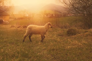 İlkbahar mevsiminde yeşil alanda otlayan koyunlar..