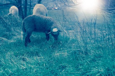 İlkbahar mevsiminde yeşil alanda otlayan koyunlar..