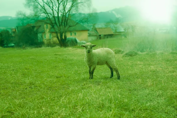 Pecore al pascolo sul campo verde durante la stagione primaverile. — Foto Stock
