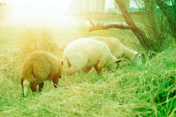 春の間の緑の畑で羊の放牧. — ストック写真