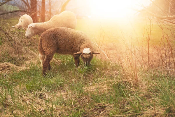 Пасуться вівці на зеленому полі під час весняного сезону . — стокове фото