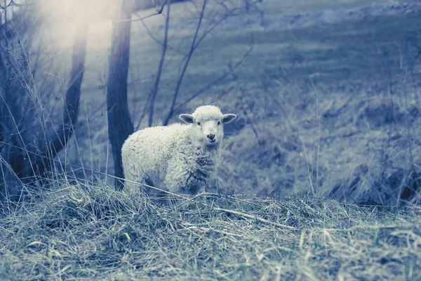 Agnello al pascolo sul prato verde durante la stagione primaverile. — Foto Stock