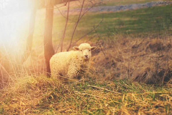 Lamm weidet im Frühling auf der grünen Wiese. — Stockfoto