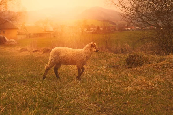 Pecore al pascolo sul campo verde durante la stagione primaverile. — Foto Stock