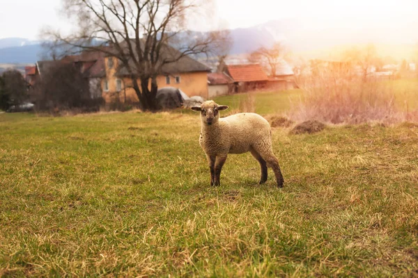 Får betar på det gröna fältet under vårsäsongen. — Stockfoto