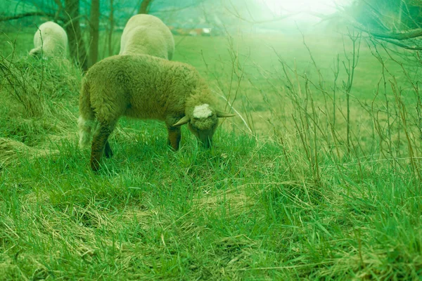 봄철에 푸른 밭에서 풀을 뜯는 양들. — 스톡 사진