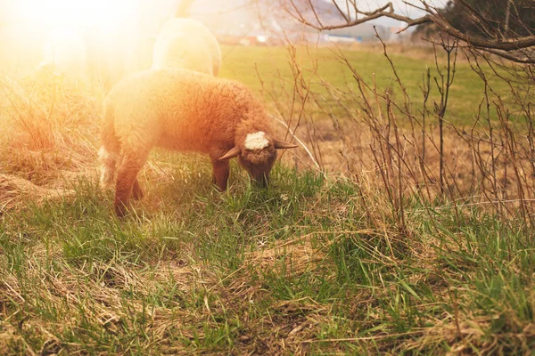 Schapen grazen op het groene veld tijdens het voorjaarsseizoen. — Stockfoto