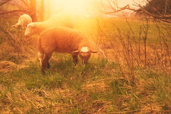 Sheep grazing on the green field during spring season. — Stock Photo, Image