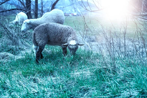 Pecore al pascolo sul campo verde durante la stagione primaverile. — Foto Stock