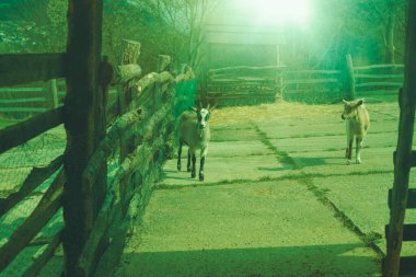 Hayvan çiftliğinde iki keçi var. Yüksek kalite fotoğraf.