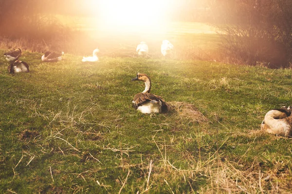 Gänse entspannen sich auf der grünen Wiese. Hochwertiges Foto. — Stockfoto