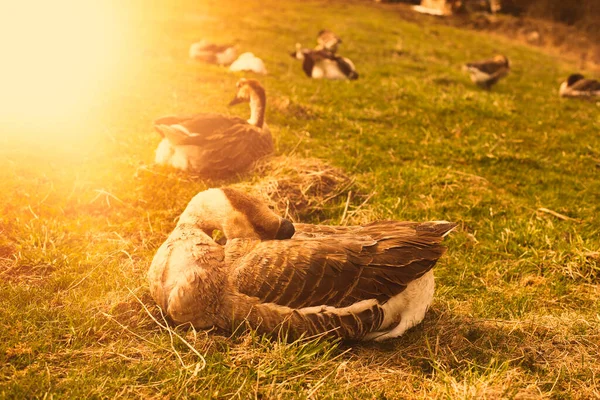 Gänse entspannen sich auf der grünen Wiese. Hochwertiges Foto. — Stockfoto