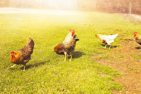Όρνιθες και πετεινοί βόσκουν στο πράσινο λιβάδι σε κτηνοτροφικές εκμεταλλεύσεις. — Φωτογραφία Αρχείου
