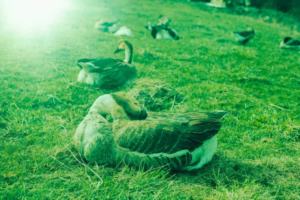 Gänse entspannen sich auf der grünen Wiese. Hochwertiges Foto. — Stockfoto