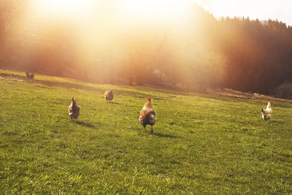 Куры пасутся на зеленом поле на животноводческой ферме. — стоковое фото