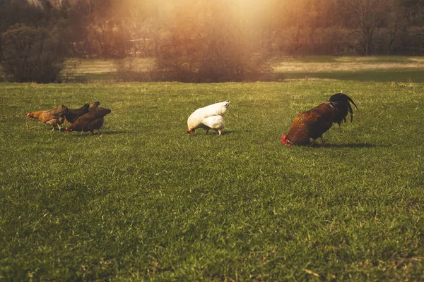 Gallinas y gallos pastando el campo verde en la granja de animales. — Foto de Stock