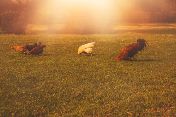 Galinhas e galo pastando o campo verde na fazenda de animais. — Fotografia de Stock