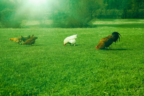 動物園の緑の畑を放牧する鶏と鶏. — ストック写真