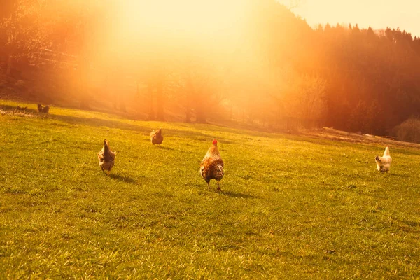 Poules pâturant le champ vert sur la ferme animale. — Photo