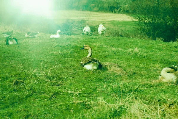 Oies se relaxant sur le terrain vert. Photo de haute qualité. — Photo