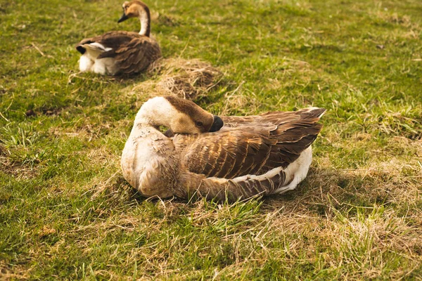 Gänse entspannen sich auf der grünen Wiese. Hochwertiges Foto. — Stockfoto