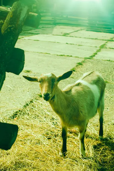 Jeune chèvre à la ferme animale. Photo de haute qualité. — Photo