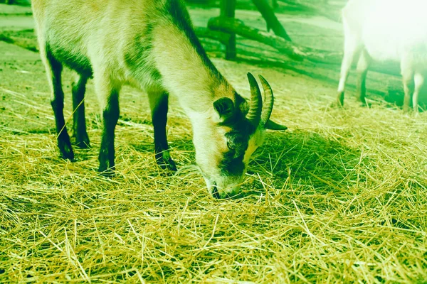 Cabra joven en granja de animales. Foto de alta calidad. — Foto de Stock