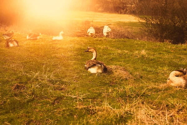 Gänse entspannen sich auf der grünen Wiese. Hochwertiges Foto. — Stockfoto