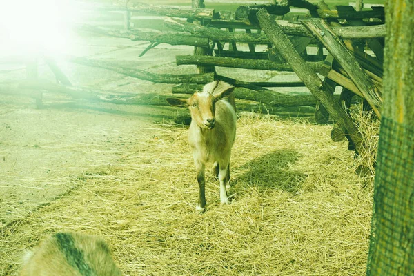 Cabra joven en granja de animales. Foto de alta calidad. —  Fotos de Stock