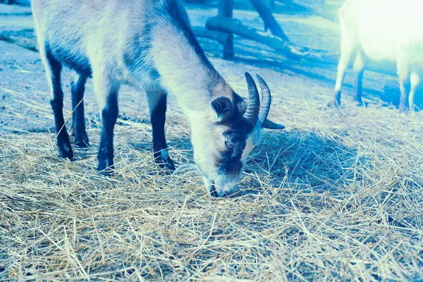 Jeune chèvre à la ferme animale. Photo de haute qualité. — Photo