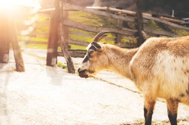 Hayvan çiftliğindeki genç keçi. Yüksek kalite fotoğraf.